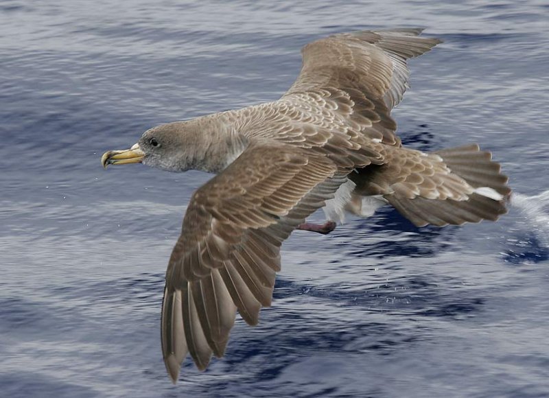 Corys Shearwater (Calonectris diomedea)