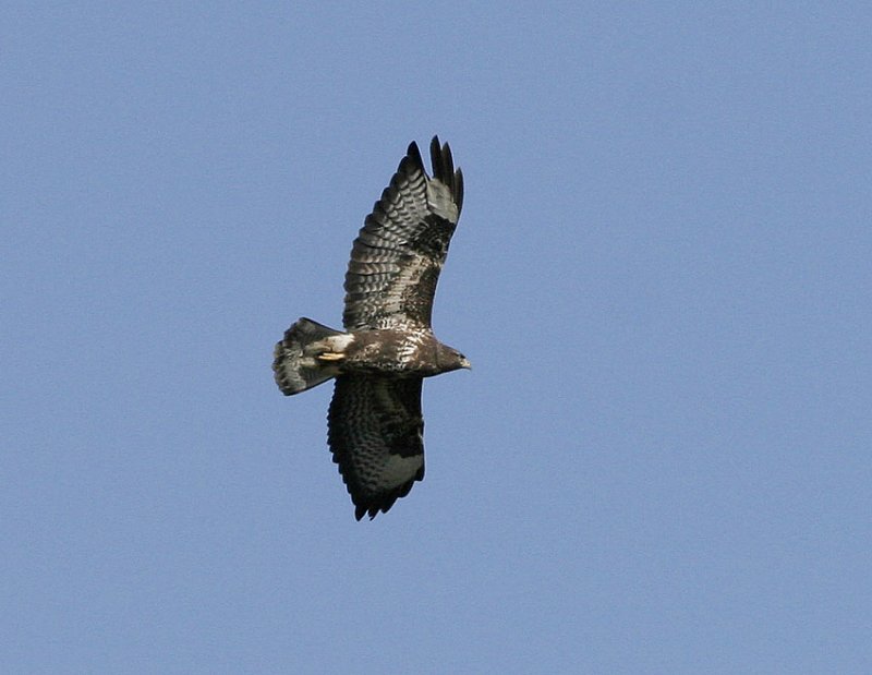 Common Buzzard (Buteo buteo)
