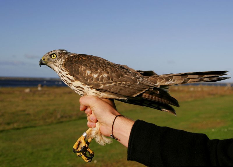 Northern Goshawk (Accipiter gentilis)