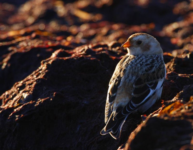 Snow Bunting (Plectrophenax nivalis)