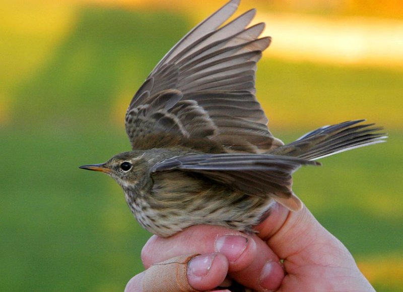 Water Pipit (Anthus spinoletta)