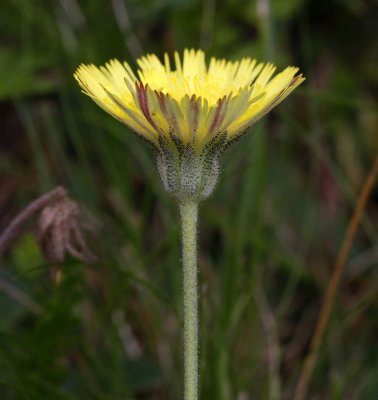Gråfibbla (Pilosella officinarum)