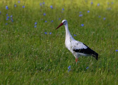 White Stork (Ciconia ciconia)