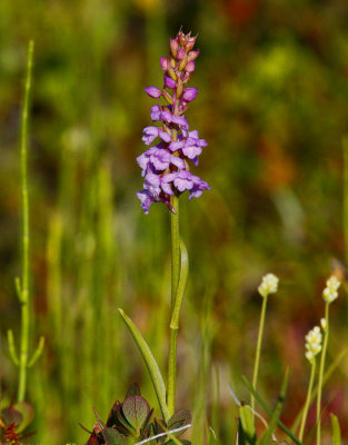 Brudsporre (Gymnadenia conopsea)