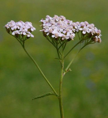 Rllika (Achillea millefolium)