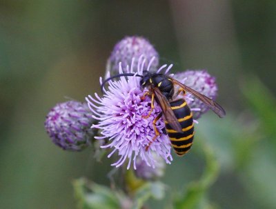 Skogsgeting (Dolichovespula sylvestris))