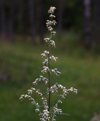 Gråbo (Artemisia vulgaris)