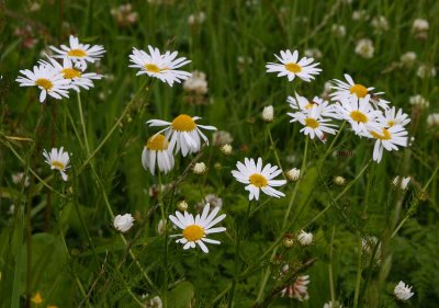 Baldersbr (Tripleurospermum perforatum)