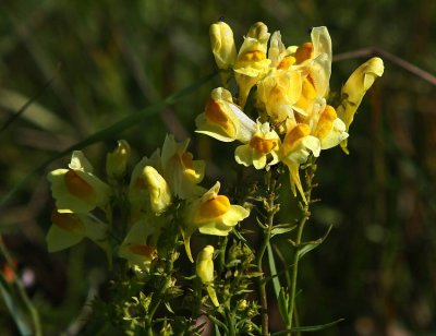 Gulsporre (Linaria vulgaris)