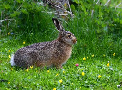 Brown Hare (Lepus europeaus)