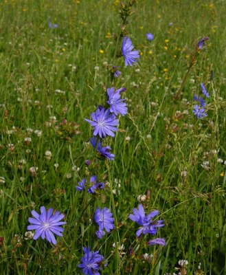 Cikoria (Cichorium intybus)