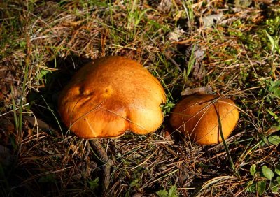 rsopp (Suillus bovinus)