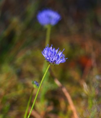 Blmunkar (Jasione montana)