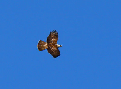 Honey Buzzard (Pernis apivorus), 1K