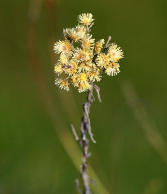 Hedblomster (Helichrysum arenarium)