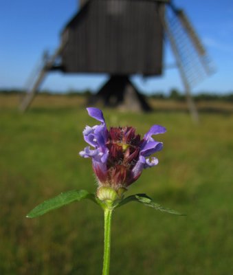 Brunrt (Prunella vulgaris)