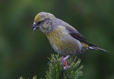 Red Crossbill (Loxia curvirostra)