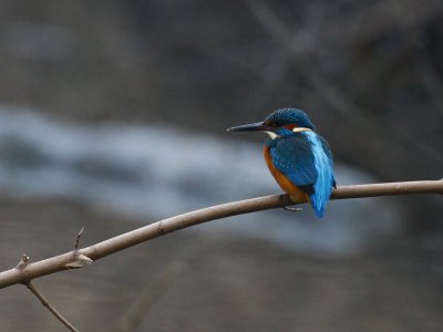 Common Kingfisher (Alcedo atthis)