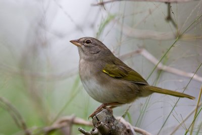 Olive Sparrow (Arremonops rufivirgatus)