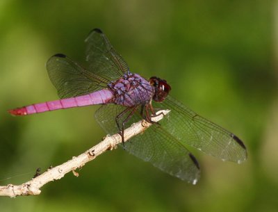 Roseate Skimmer (Orthemis ferruginea)