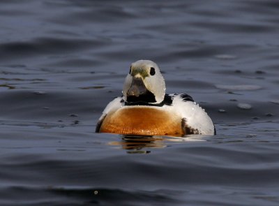 Stellers Eider (Polysticta stelleri)