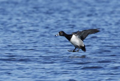 Ring-necked Duck (Aythya collaris)