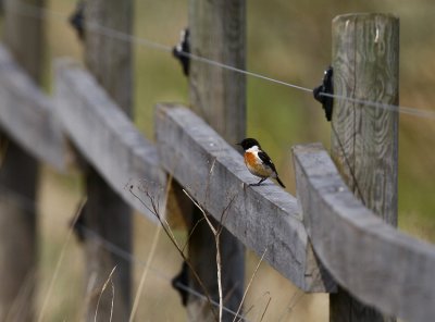 Stonechat (Saxicola torquata)