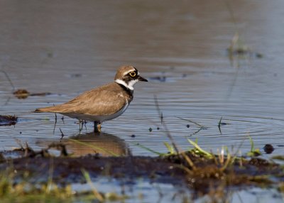 Little Ringed Plover (Charadrius dubius)