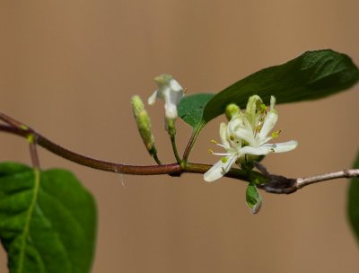 Skogstry (Lonicera xylosteum)