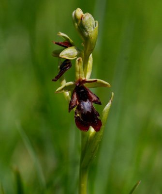Flugblomster (Ophrys insectifera)