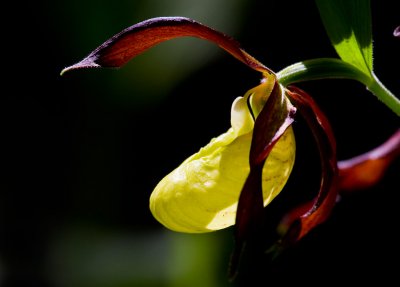 Guckusko (Cypripedium calceolus)