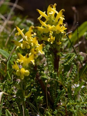 Gullspira (Pedicularis oederi)