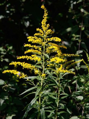 Kanadensiskt gullris (Solidago canadensis)