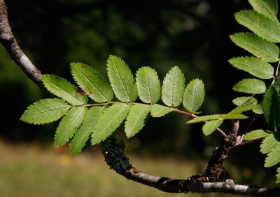 Rnn (Sorbus aucuparia)
