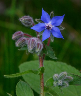 Gurkrt (Borago officinalis)