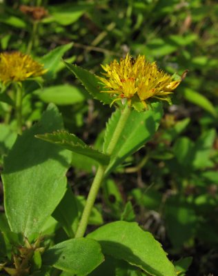 Gyllenfetblad (Phedimus aizoon)