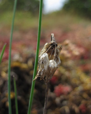 Alvargrslk (Allium schoenoprasum ssp. schoenoprasum var. alvarense)