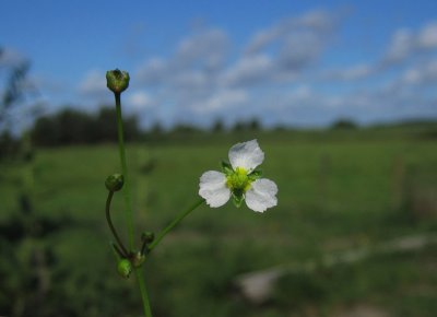 Svalting (Alisma plantago-aquatica)
