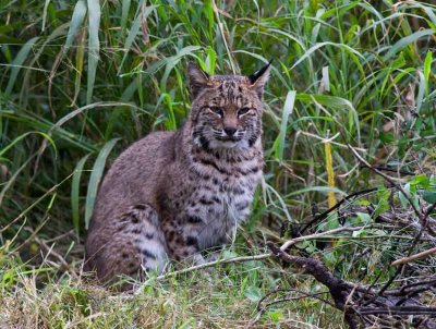 Bobcat (Lynx rufus)