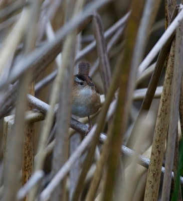 Marsh Wren (Cistothorus palustris)