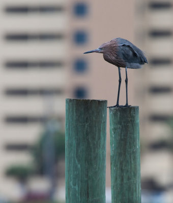 Reddish Egret (Egretta rufescens)