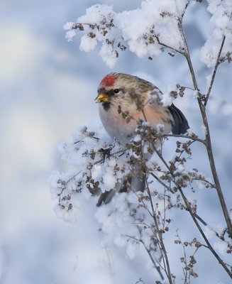 Arctic Redpoll (Carduelis hornemanni)