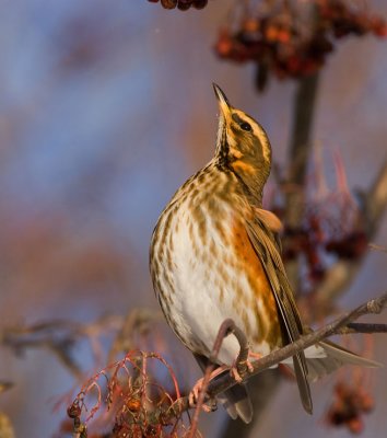 Redwing (Turdus iliacus)