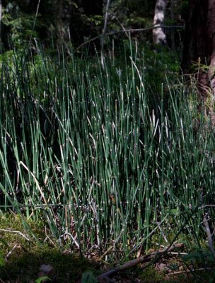 Skavfrken (Equisetum hyemale)