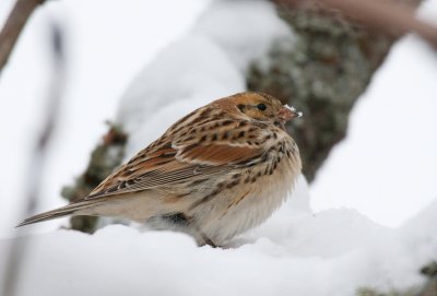 Lapland Longspur (Calcarius lapponicus)