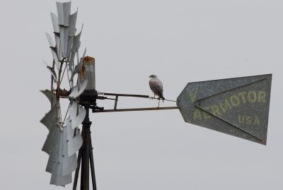 White-tailed Hawk (Buteo albicaudatus)