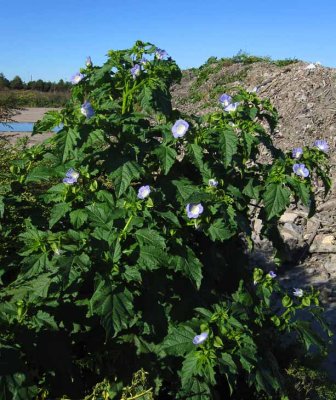 Ballongblomma (Nicandra physalodes)