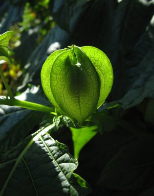 Ballongblomma (Nicandra physalodes)