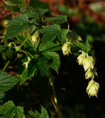 Humle (Humulus lupulus)