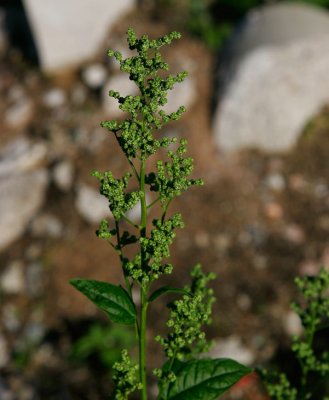 Lnnmlla (Chenopodium hybridum)